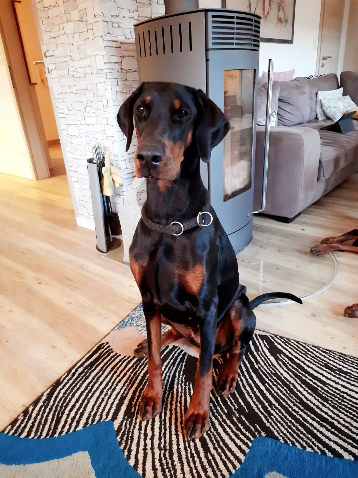 Dobermann Zucht vom Hellenthal Unsere Welpen